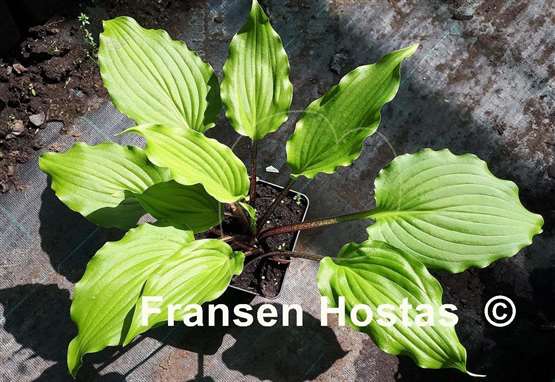 Hosta Buffalo Grassland Emerald